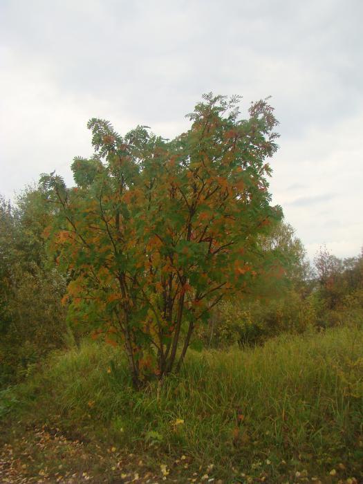 Чуть тронула осень