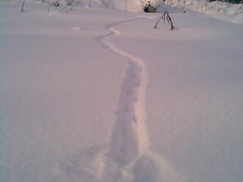 Куропатка