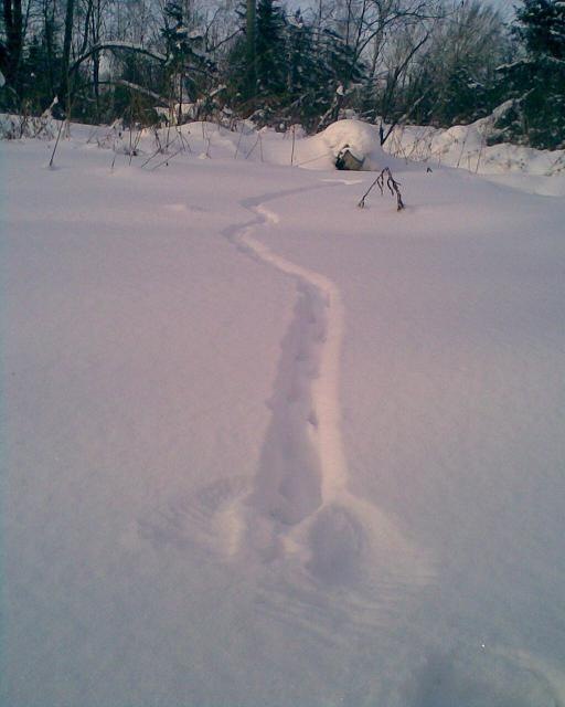 Куропатка