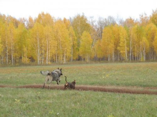 Полёт в золотой осени.