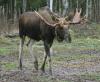 В Томской области открывается сезон охоты на лося
