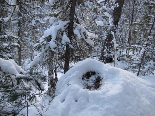 Лежка кабарги