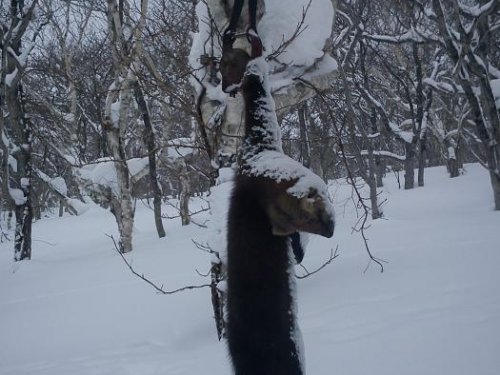 Курильская Соболюшка