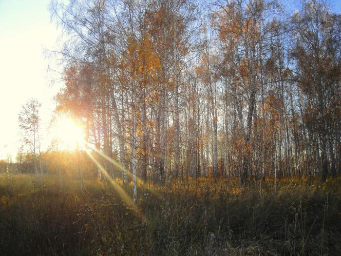 Луч солнца золотого... (С)