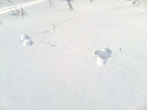 След ночевки касача