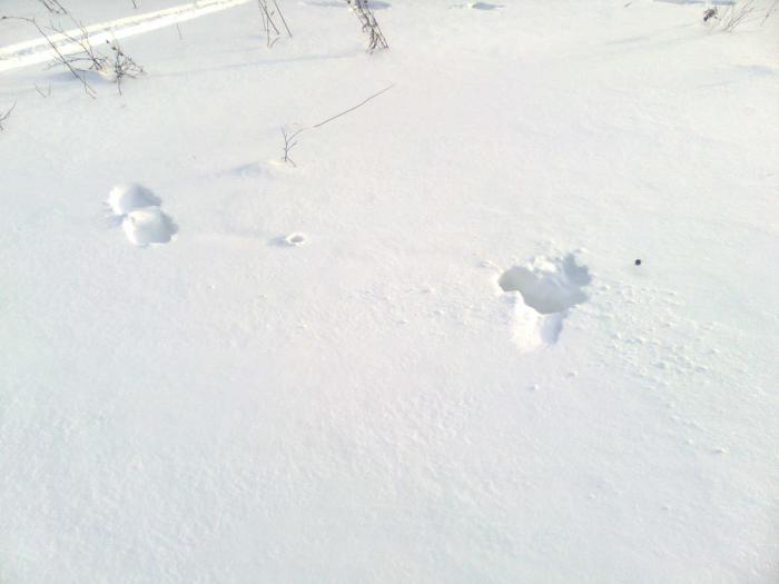 След ночевки касача