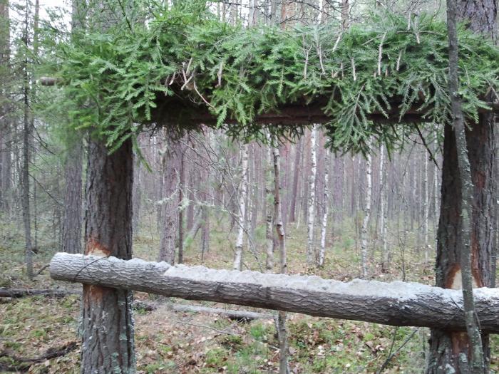 Фото солонцов для копытных