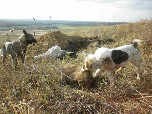 Бой опять ошибки Урала испровлял.