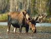 В Тюменской области открылся сезон охоты на лося и косулю  