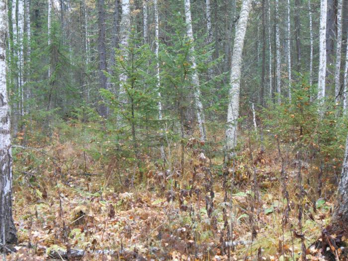 Сказочная тайга. Первое знакомство.