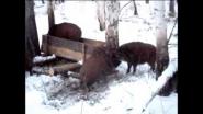 Кромушка