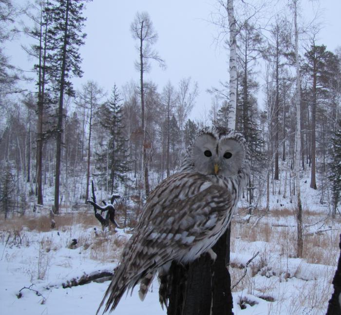 Хищник