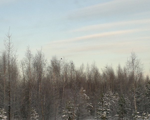 Косачи