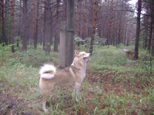 варяг