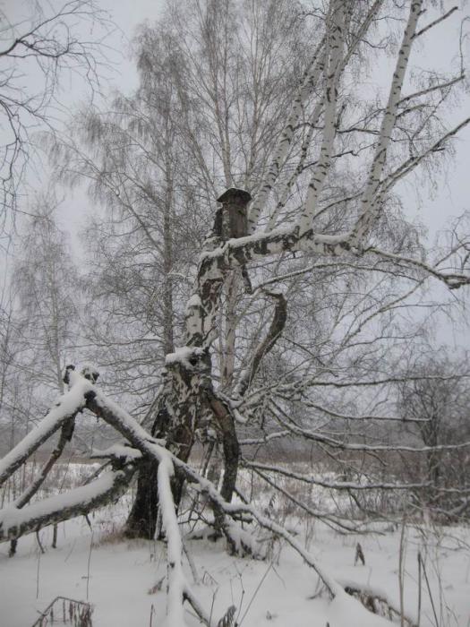 Дикий мед