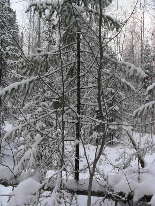 Жизнь после смерти