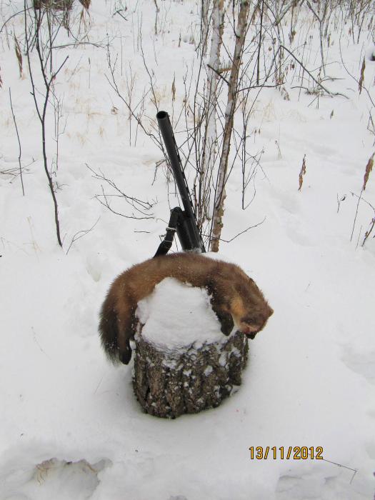 Кот на пне.