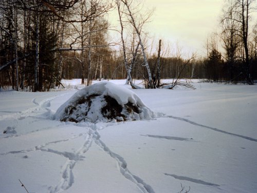 Наброды косуль