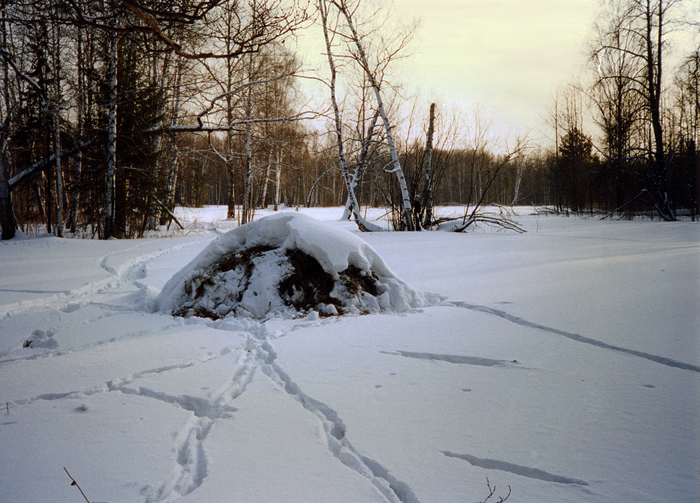 Наброды косуль