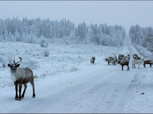 ,,,А олени лучше!