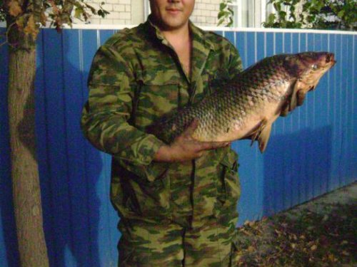 карпик