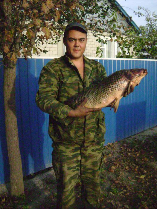 карпик