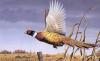 Стрелки из Хабаровска злостно нарушают правила охоты на фазанов в ЕАО