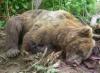 Сезон охоты на медведя в Томской области не продлили