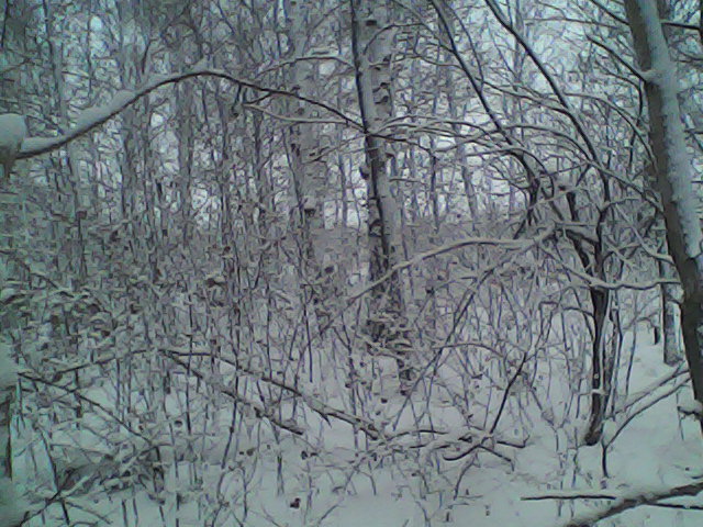 Зимний лес Сибири.