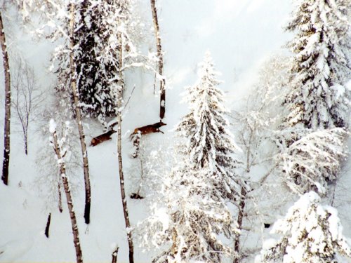 Маралы в зимнем лесу
