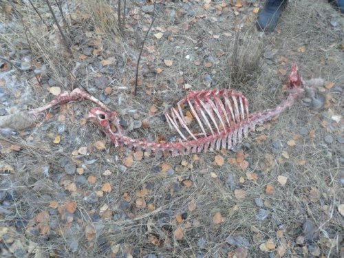 Кому то лень было добрать лисам праздник