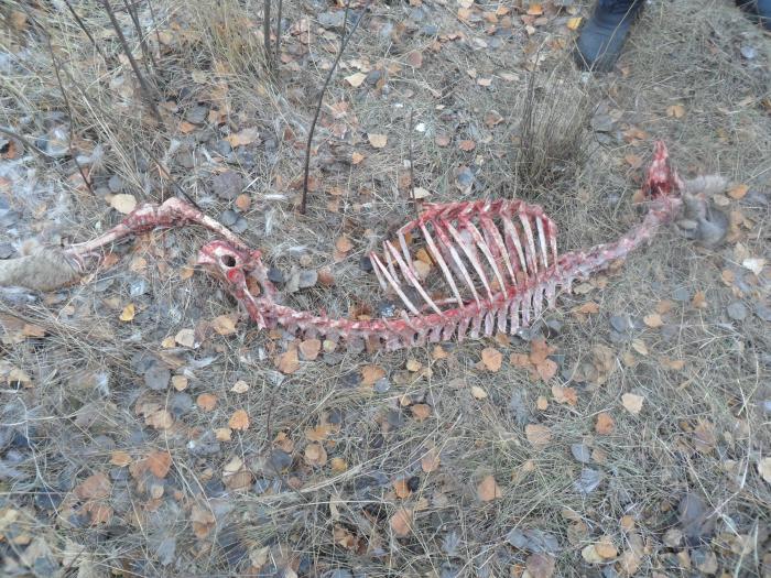 Кому то лень было добрать лисам праздник