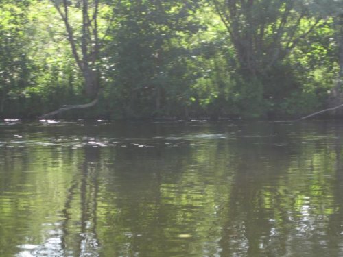 Крохали