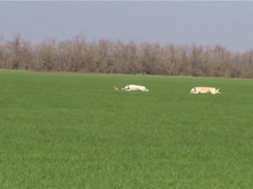 Ставропольский край. Свора Абрамовича Николая.