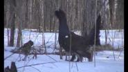 Глухариная школа