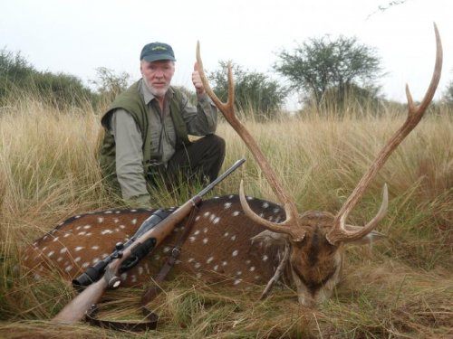 Axis Deer in Argentina