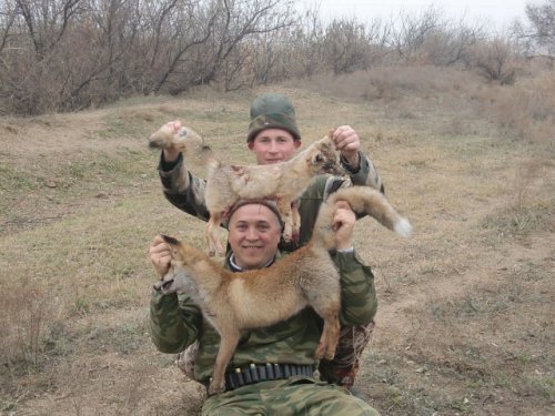 Лисички 