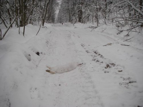 Приближение гона.