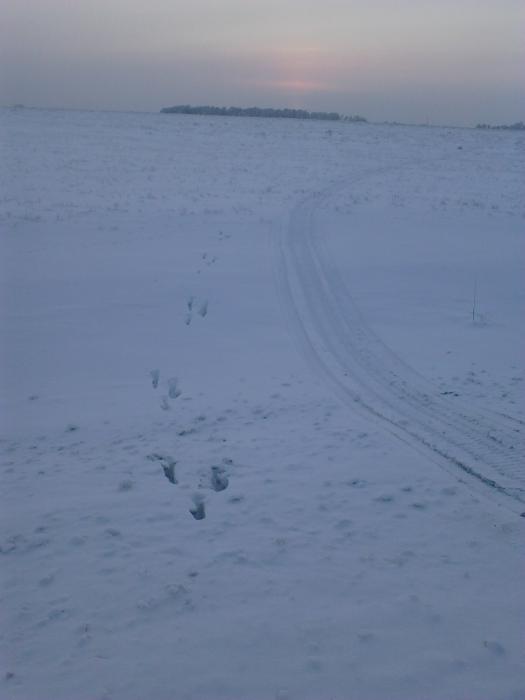 Сфотографировано с дороги 17.12.12 г.
