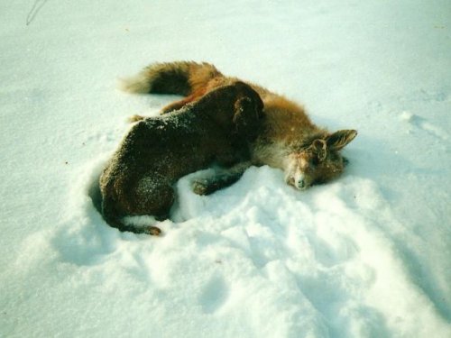 удачная охота на лисицу 