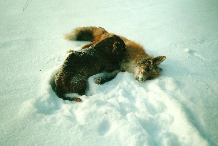 удачная охота на лисицу 