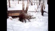 Кабан ест картошку