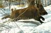 Алтайские охотники решили подкармливать в морозы диких животных