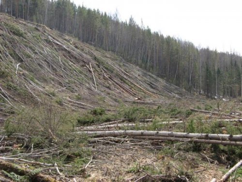 Почему лес повален???