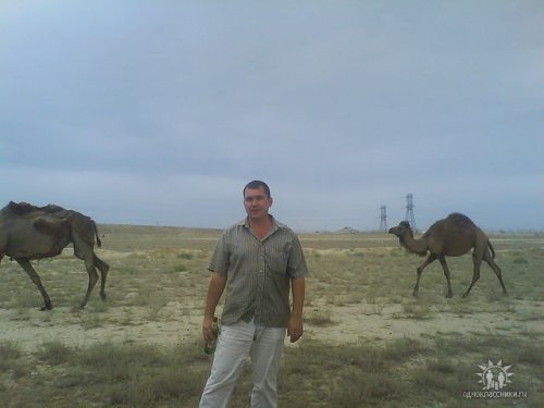 верблюды в казахстане