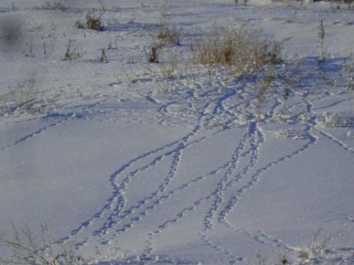 Следы Серой куропатки прямо в р.поселке на огородах....