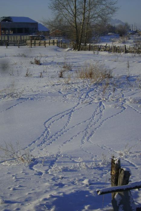 Следы Серой куропатки прямо в р.поселке на огородах....