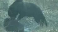 Медведь задрал кабана