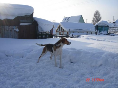 где в этом огороде заяц?