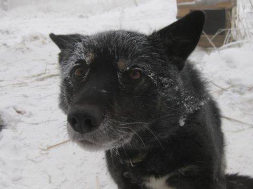 Чудесная погода, хозяин, не правда ли? Когда на охоту? (-53)